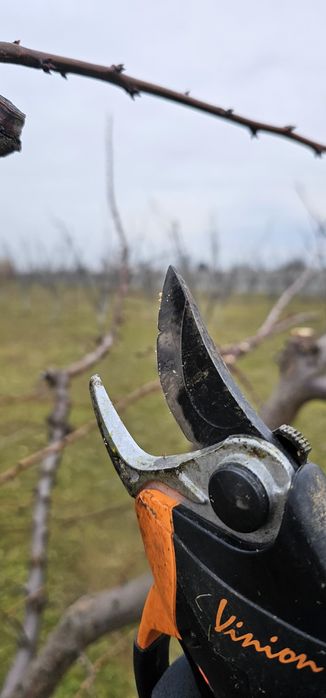 Taieri la pomii fructiferi