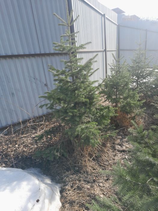 Продам  ёлки      тяньшанка