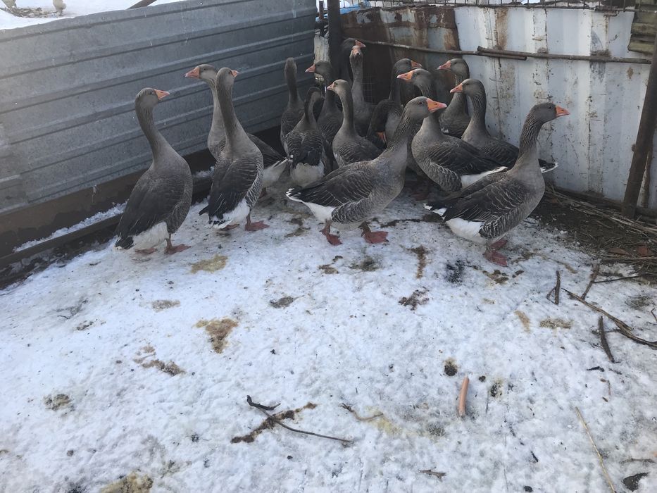 продам гусей