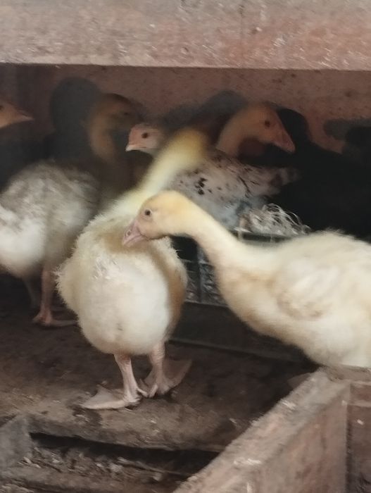 Продам гусят подрошенных.