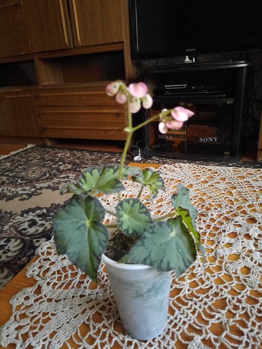Бегония комнатный цветок.