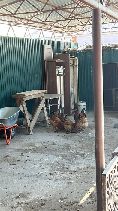 Жұмыртқа сатылады