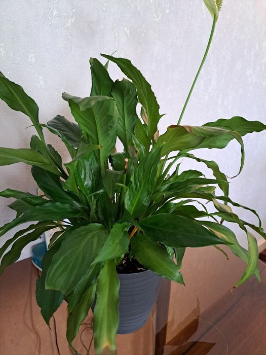 Цветы комнатные разные