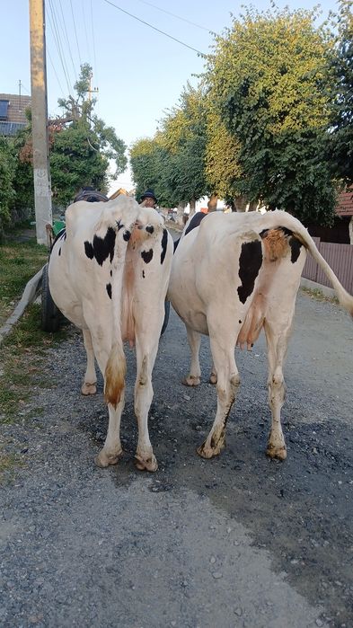 Vand vaci holstein