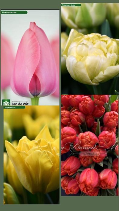 Тюльпаны к 8 марта пред заказ