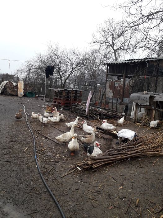 Rațe leșești de vânzare