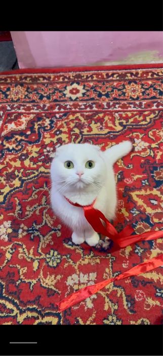 Шотландский вислоухая кошка 2 годик за 200$