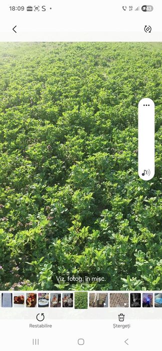 Vând baloti dreptunghiulari de lucerna sj fan