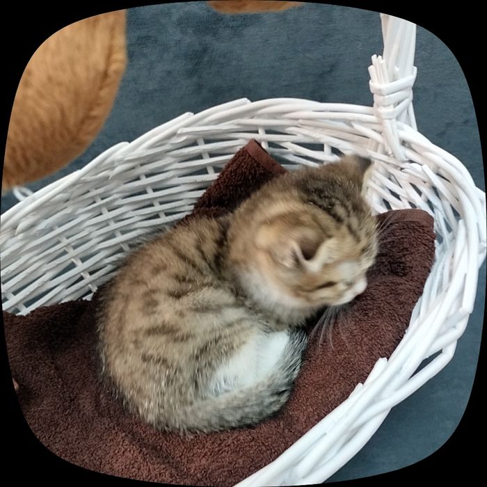 Котенок мальчик 1.5 месяц