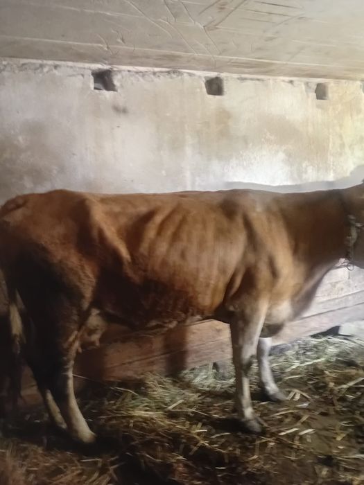Vacă de vânzare – 5 ani, gestantă în 2 luni – 9.500 lei negociabil