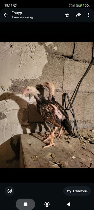 Сатамын дакан шоже кораз 25000