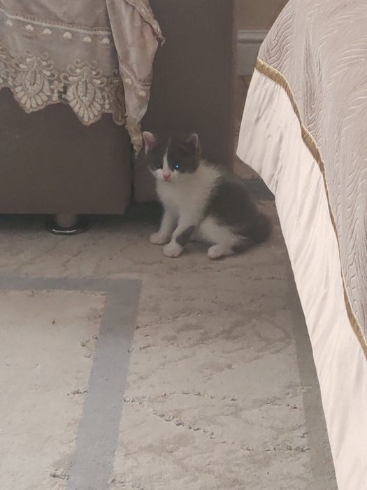 Котятя 1 месец все кушают
