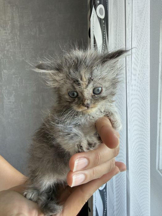 Котята котенок в добрые руки !