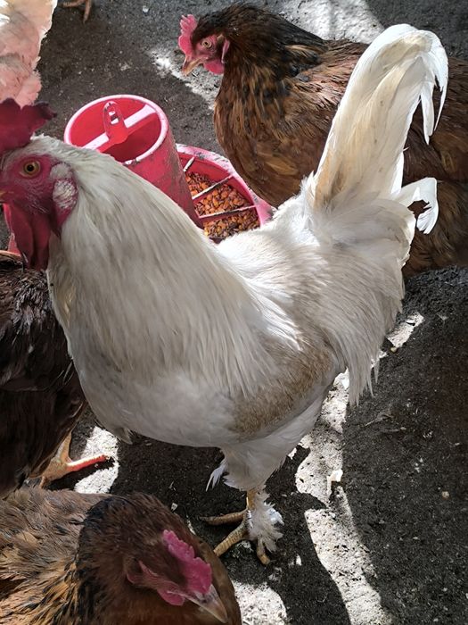 Петли големи и малки