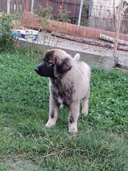 Catei in cautare de noi proprietari