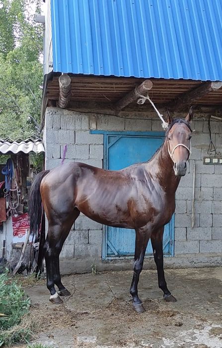 Жыныстық зоофилдер