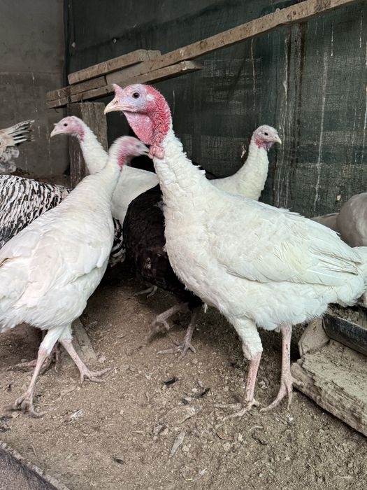 Продается индуки