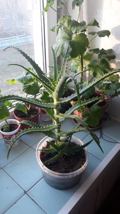 Продам комнатные цветы