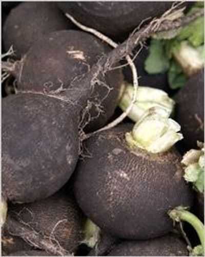 Черная редька дачная
