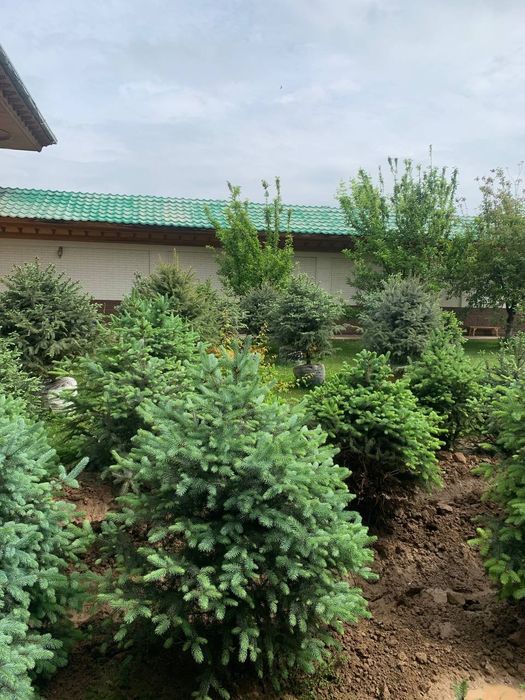 Archa srochno sotiladi