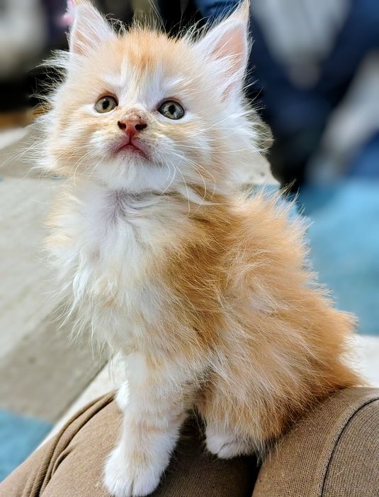Vând băiețel maine coon