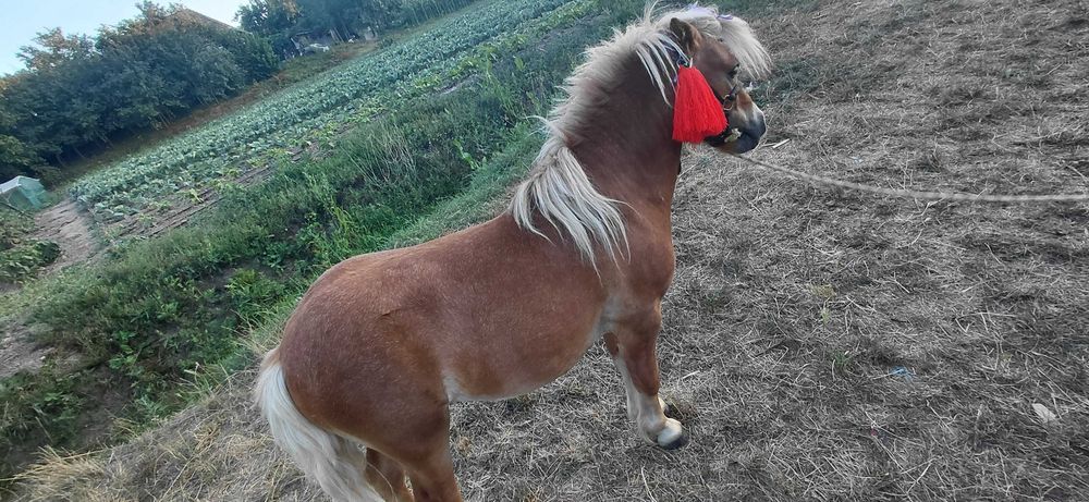 Vand poneu armăsar
