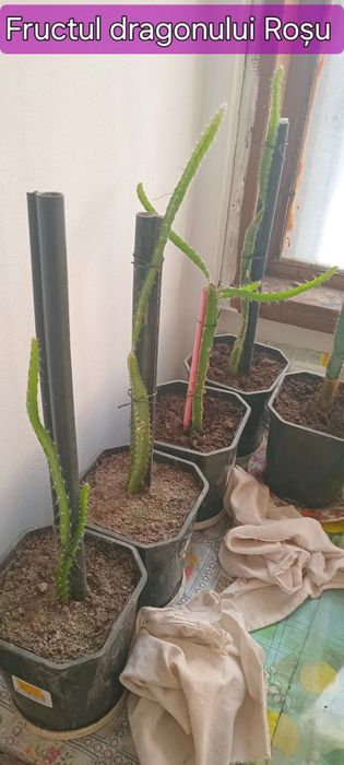 Fructul dragonului Roșu