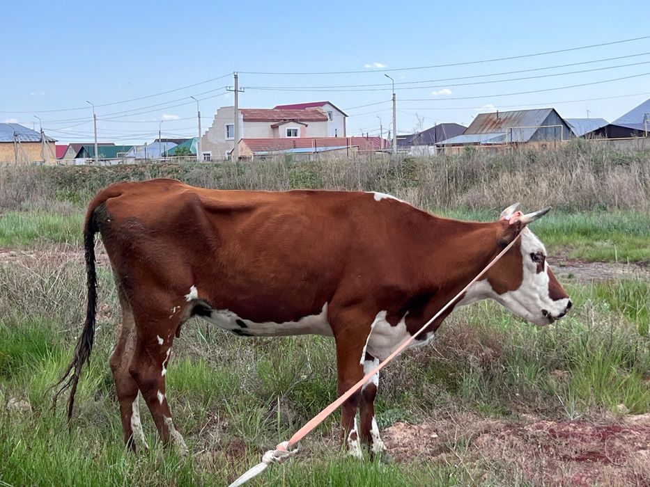 Продам коров 1,5 и 4 лет