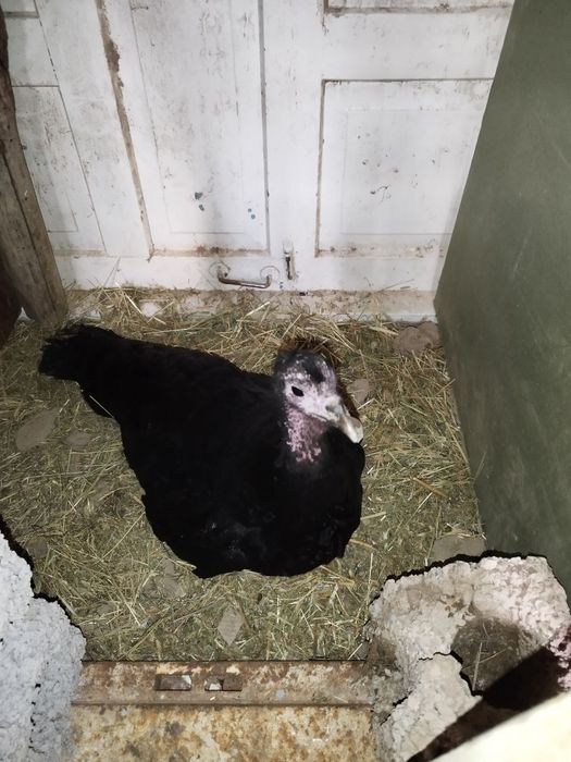 Kurka kurkalar курка куркалар