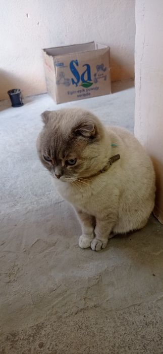 Дарью   домашнюю кошку