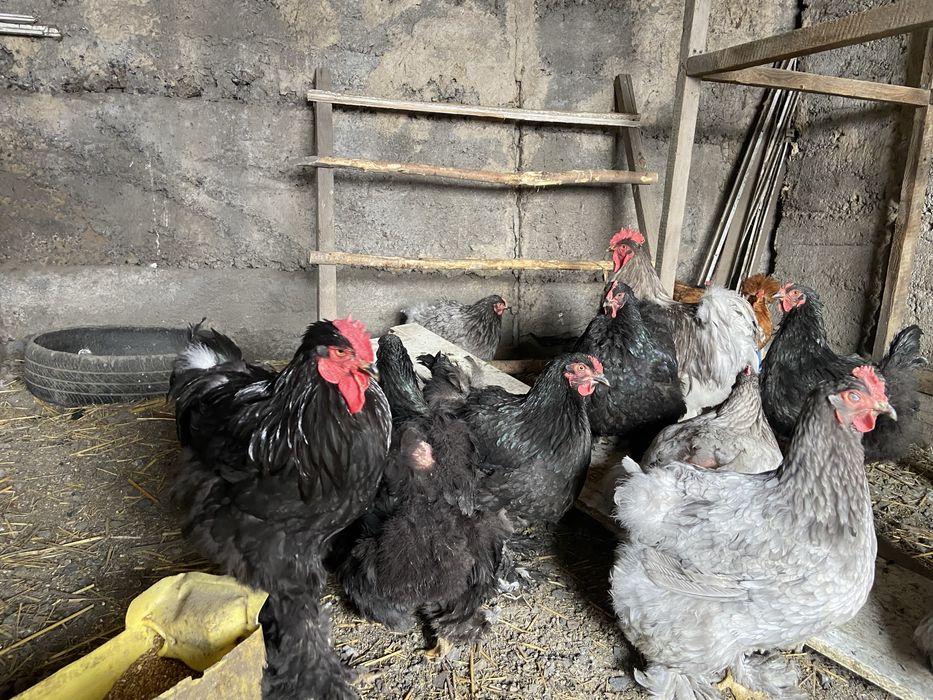 Куры и петухи брама