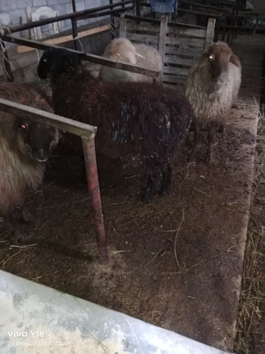 Қой сатамын семіз