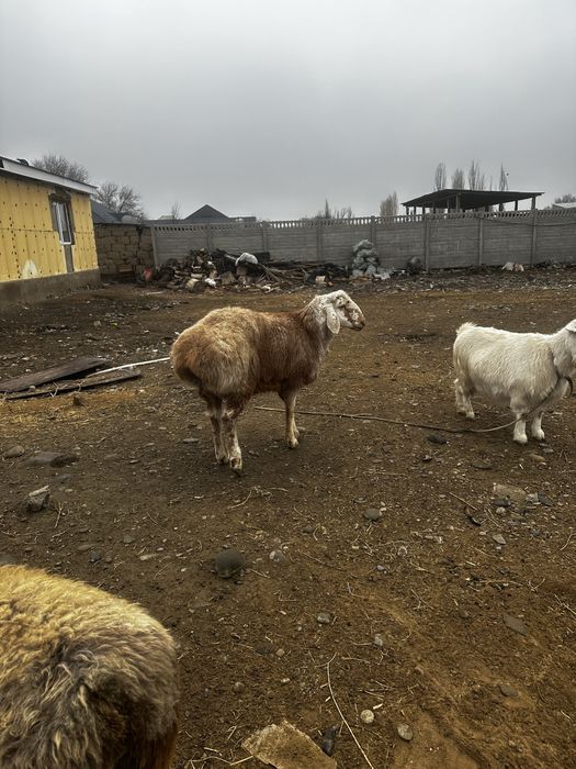 Срочно Арашан 11 айлык кошкар сатылады