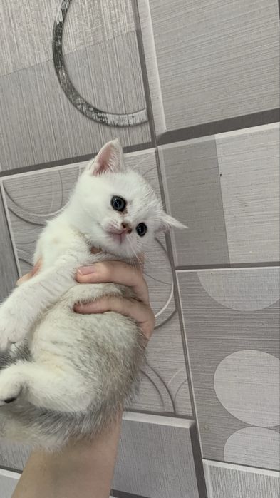 Сотилади тоза кон британский мушукчалар