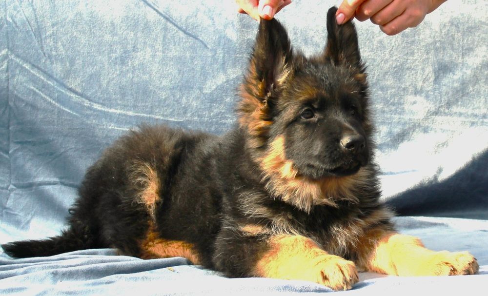 Щенки Немецкой овчарки