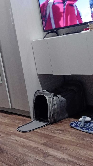 Отдам кошку в добрые руки