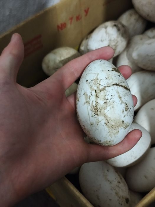 Гуси серой породы