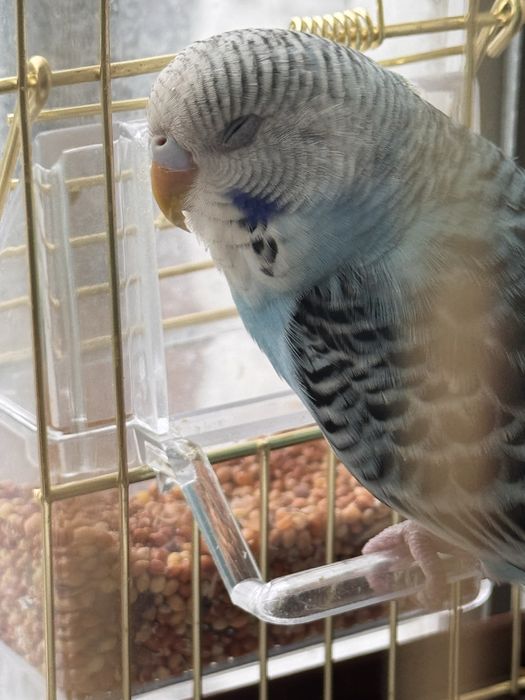 Продам попугай девочка