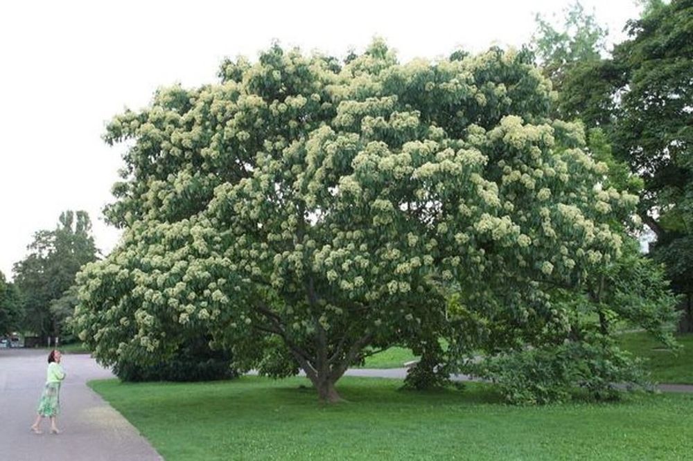 Эводия - пчелинное дерево