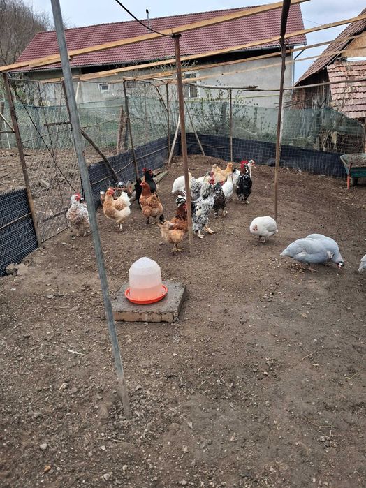 Pui de casa de vînzara 2 săptămini