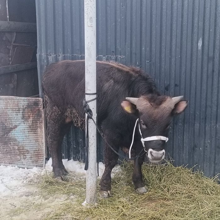 Бұқа сатылады,бычок