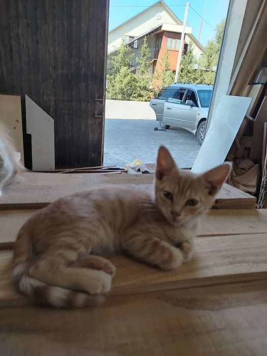 домашний котёнок