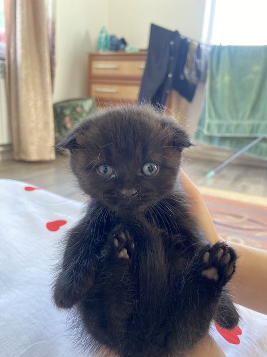 Продаются котята скотиш фолд