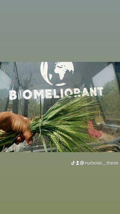 Арпа Ячмен сорт элвин канадски