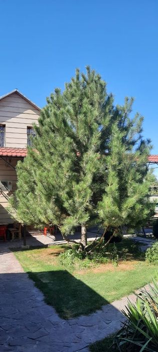 Продам дачу . Кайнар Булак .