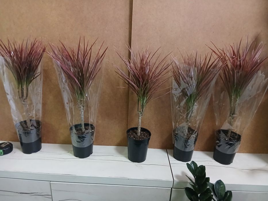 Драцена новое поступление