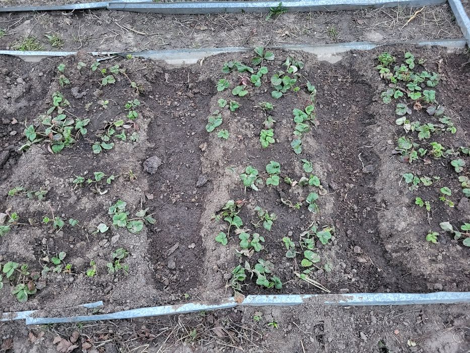 Рассада клубники