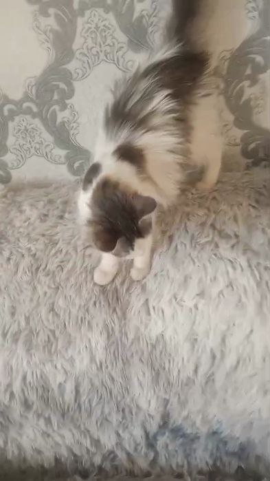 Ищу семью для милой кошечки