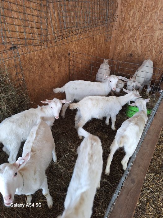 Capre saanen  de vanzare