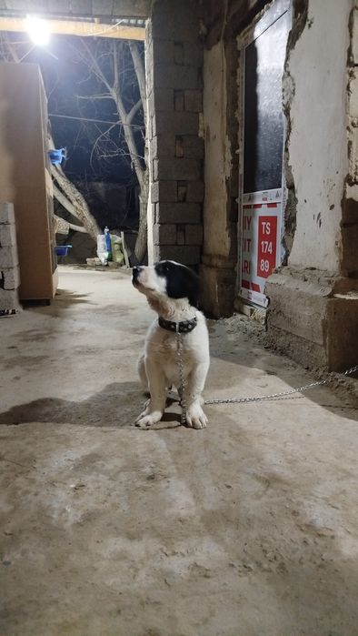 Alabay bolasi zot toza